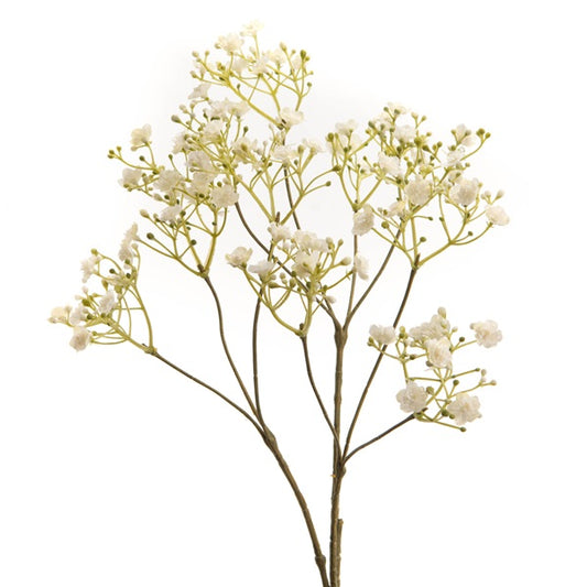 Branche de Gypsophile Pendula