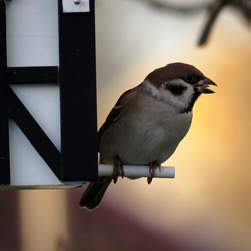 Maison mangeoire ou nichoir pour oiseaux