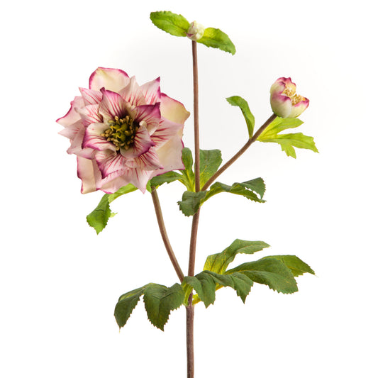 Branche de Hellebore double Ellen