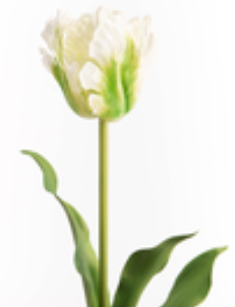 Tulipes perroquet blanches