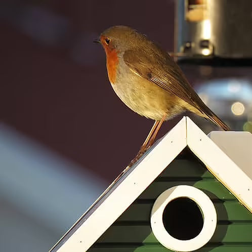 Maison mangeoire ou nichoir pour oiseaux